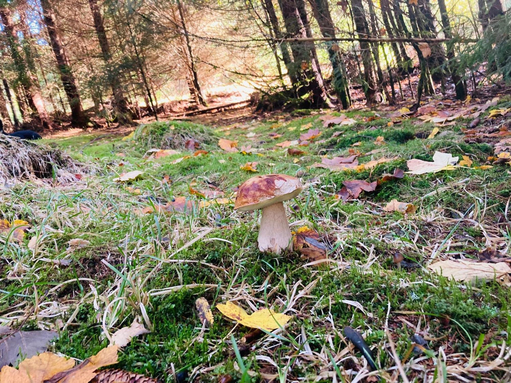 Le Perchoir, Gite 7 Personnes, Le Grand Valtin Ban-sur-Meurthe-Clefcy Eksteriør billede